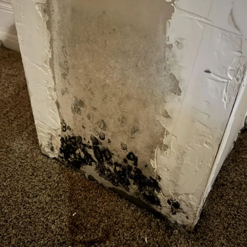 Professional Mold Removal in Grand Prairie, TX